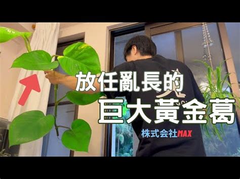 廁所放黃金葛作用|【專業指南】黃金葛廁所這樣擺，化解煞氣、保佑平安 